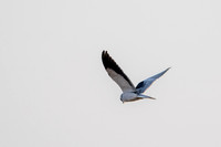 Black-winged Kite