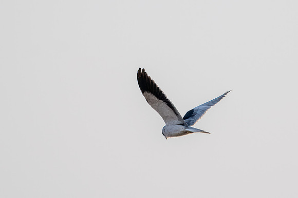 Black-winged Kite