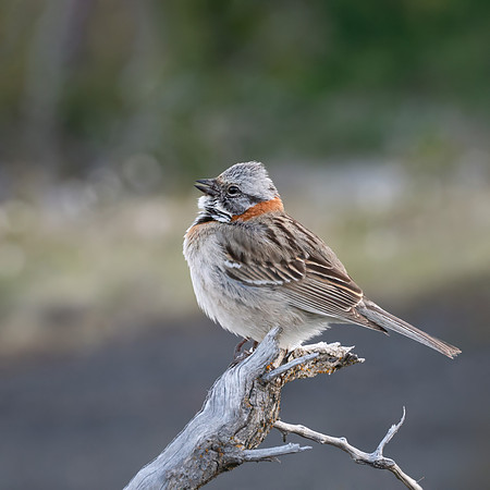 Rufous-collared Sparrow -1