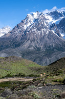 Guanaco -1