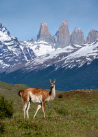 Guanaco -4