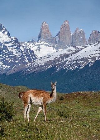 Guanaco -4