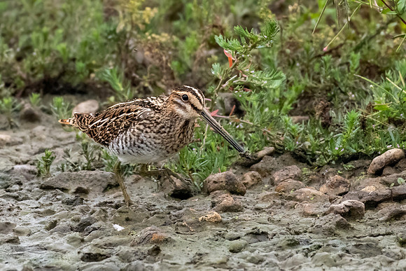 Common Snipe 090822 -5