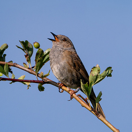 Dunnock 250624-1