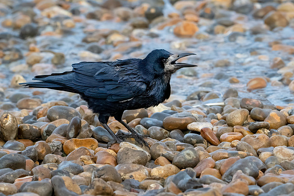Rook 121223