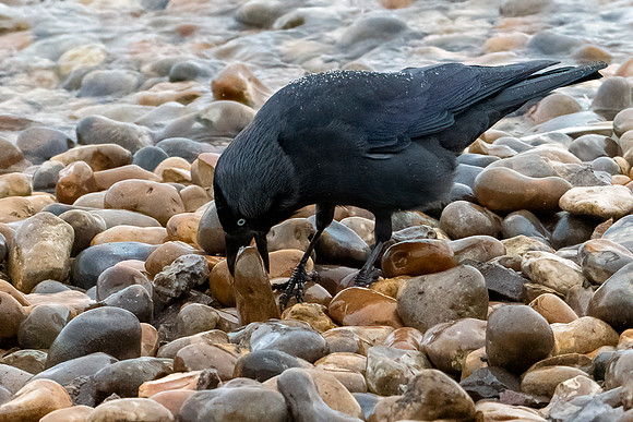 Rook Moving Stone 121223-2