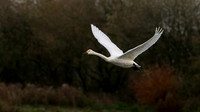 Bewick's Swan 121223-1