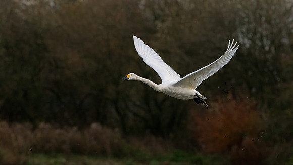 Bewick's Swan 121223-1