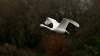 Bewick's Swan 121223-2