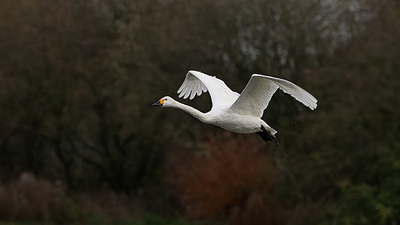 Bewick's Swan 121223-2