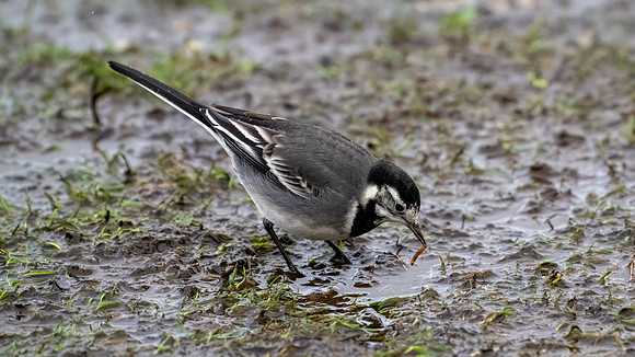 Pied Wagtail with Grub 121223-2