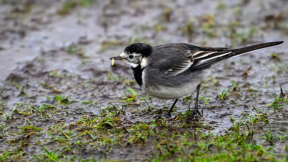 Pied Wagtail with Grub 121223-1
