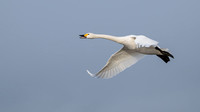 Bewick's Swan 121223-3