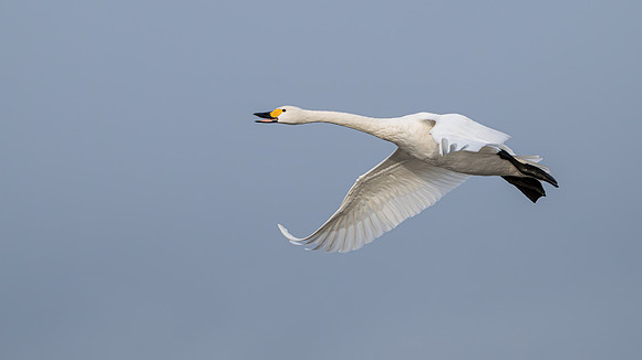 Bewick's Swan 121223-3