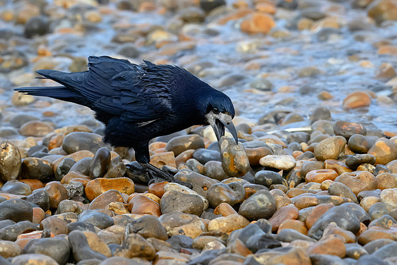 Rook Moving Stone 121223-1
