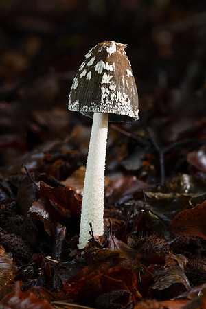 Magpie Inkcap 261023-2