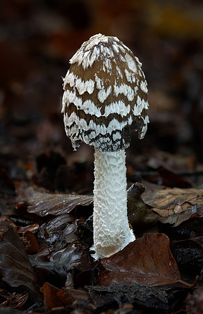 Magpie Inkcap 261023-1
