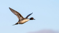 Pintail 150124