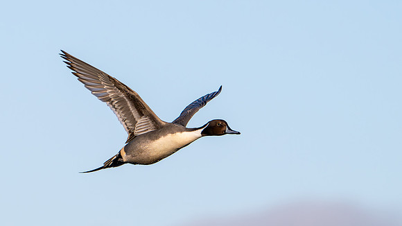 Pintail 150124