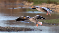 Greylag Geese 150124-1