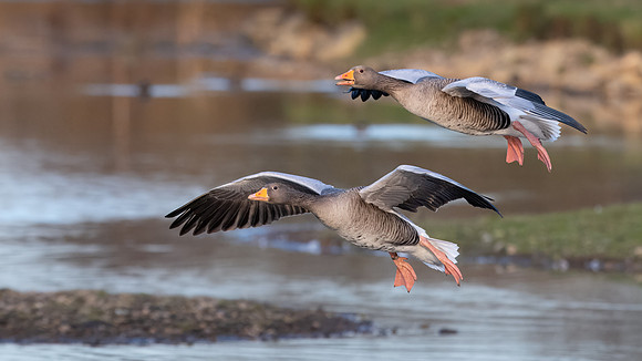 Greylag Geese 150124-1