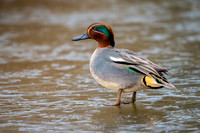 Teal on Ice 160124