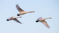 Bewick's Swans 150124