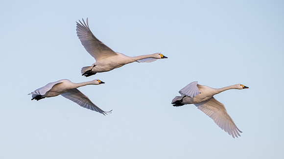 Bewick's Swans 150124