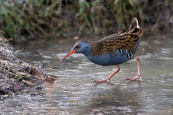 Water Rail 160124-4