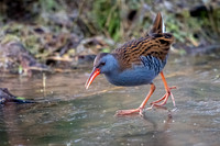 Other Wetland Birds