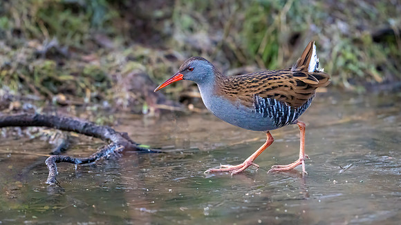 Water Rail 160124-2