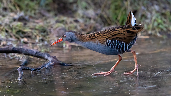 Water Rail 160124-1