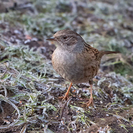 Dunnock 160124