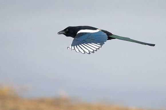 Magpie 160124