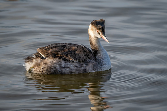 Great Crested Grebe 150124