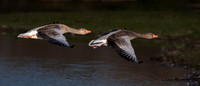 Greylag Geese 150124-2