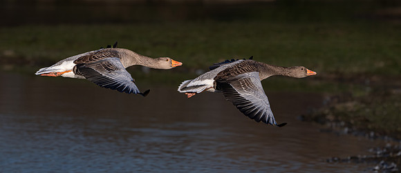 Greylag Geese 150124-2