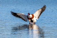 Shelduck 150124-2