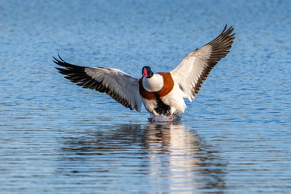 Shelduck 150124-2
