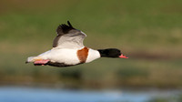 Shelduck 150124-1