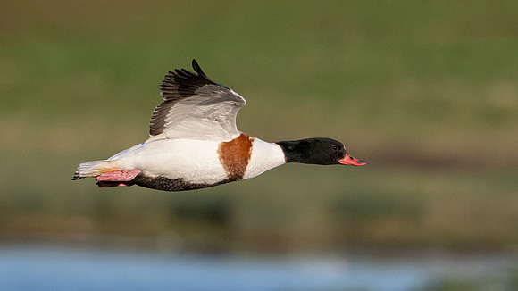 Shelduck 150124-1