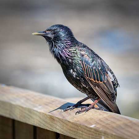 Starling