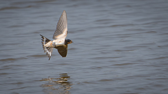 Swallow 120825-2