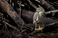 Indian Pond Heron -2