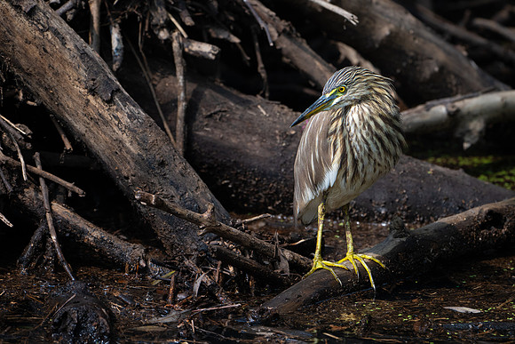 Indian Pond Heron -2