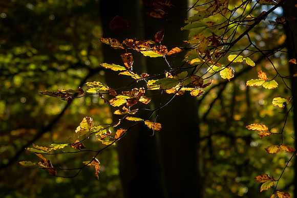Autumn Woodland -2