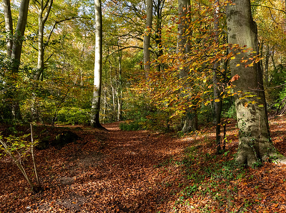 Autumn Woodland -1