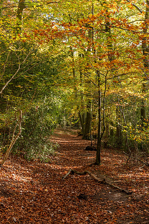 Autumn Woodland -4