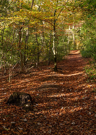 Autumn Woodland -3
