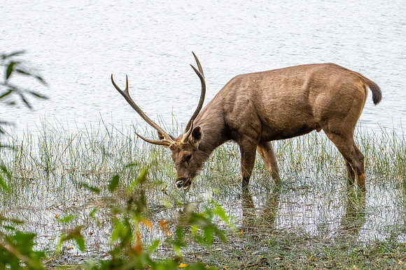 Sambar Deer ♂ Feeding on Lake Grass